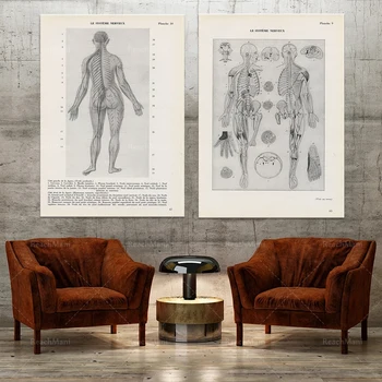 Pora anatominiai piešiniai, nervų sistemą-nuo 1962 m. Antikvariniai Prancūzijos Šviesą Gydytojas Biuro Sienos Meno Dekoro Dovana Plakatas